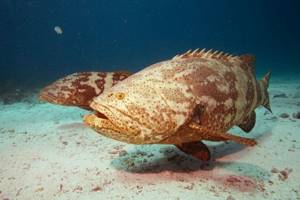 Giant grouper or guasa