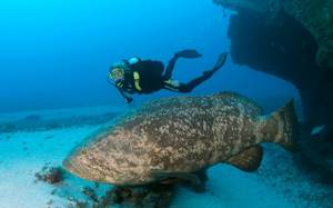 Giant oceanic grouper