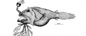 deep sea anglerfish