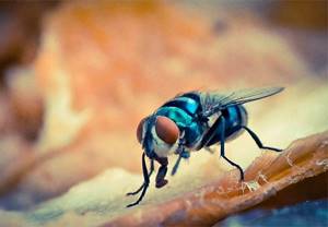 blue fly