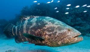 Групер-рыба-Описание-особенности-и-среда-обитания-рыбы-групер-10