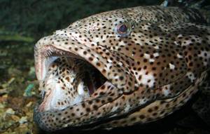 Групер-рыба-Описание-особенности-и-среда-обитания-рыбы-групер-11
