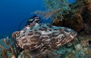 Grouper-fish-Description-features-and-habitat-of-fish-grouper-15