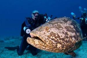 Grouper-fish-Description-features-and-habitat-of-fish-grouper-3
