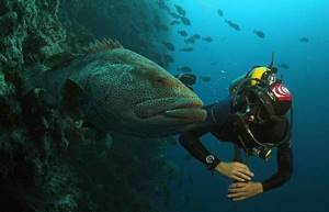 Grouper-fish-Description-features-and-habitat-of-fish-grouper-4