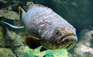 Групер-рыба-Описание-особенности-и-среда-обитания-рыбы-групер-5