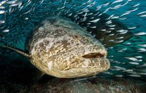 Групер-рыба-Описание-особенности-и-среда-обитания-рыбы-групер-6