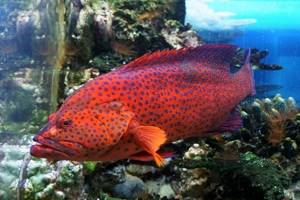 Grouper-fish-Description-features-and-habitat-of-fish-grouper-8