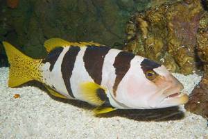 Групер-рыба-Описание-особенности-и-среда-обитания-рыбы-групер-9