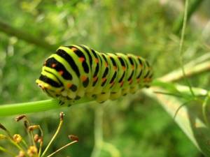 Caterpillars can attract carp, carp, crucian carp, and perch.