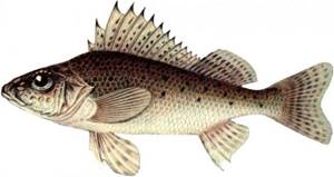 Характеристика рыбы