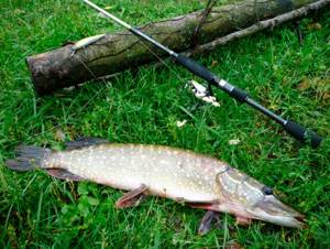Characteristics of a spinning rod