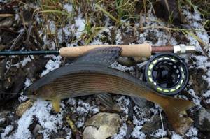 Grayling and fly fishing