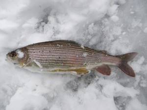 Grayling from the ice