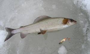 Grayling on lures in winter
