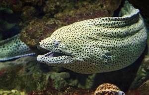 predatory moray eel
