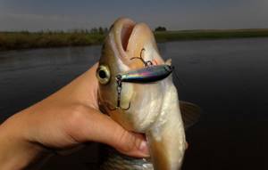 Predatory fish caught on a wobbler