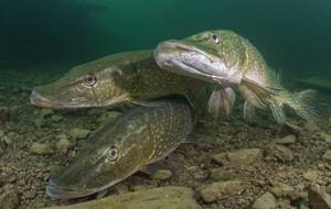 Predatory-fish-Names-descriptions-and-features-of-predatory-fish-10