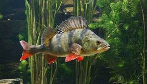 Predatory-fish-Names-descriptions-and-features-of-predatory-fish-12