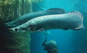 Predatory-fish-Names-descriptions-and-features-of-predatory-fish-13