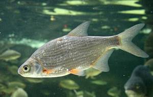 Predatory-fish-Names-descriptions-and-features-of-predatory-fish-15