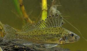 Predatory-fish-Names-descriptions-and-features-of-predatory-fish-16
