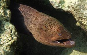 Predatory-fish-Names-descriptions-and-features-of-predatory-fish-18