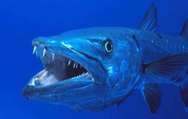 Хищные-рыбы-Названия-описания-и-особенности-хищных-рыб-22