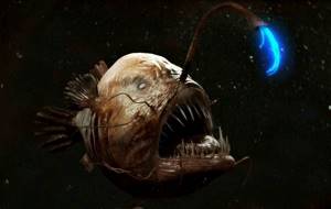 Хищные-рыбы-Названия-описания-и-особенности-хищных-рыб-32