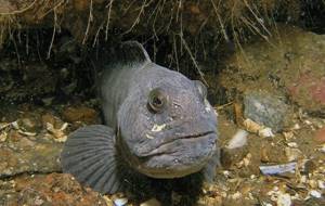 Predatory-fish-Names-descriptions-and-features-of-predatory-fish-34