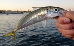 Predatory-fish-Names-descriptions-and-features-of-predatory-fish-35