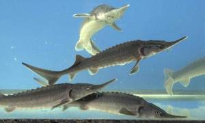 Predatory-fish-Names-descriptions-and-features-of-predatory-fish-38
