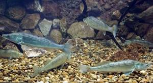 Predatory-fish-Names-descriptions-and-features-of-predatory-fish-4