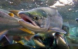 Predatory-fish-Names-descriptions-and-features-of-predatory-fish-40