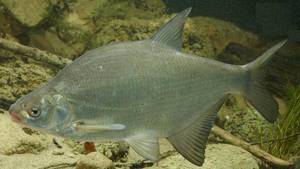 Predatory-fish-Names-descriptions-and-features-of-predatory-fish-43