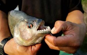 Predatory-fish-Names-descriptions-and-features-of-predatory-fish-7