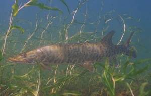 Predatory-fish-Names-descriptions-and-features-of-predatory-fish-9