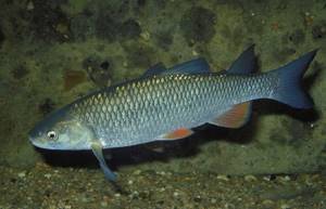 Predatory fish: species of carnivorous fish from the sea, rivers and freshwater bodies; names and descriptions of predators 
