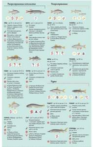 Infographics about fish