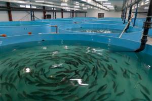 Artificial cultivation of sturgeon