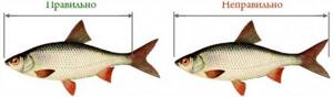 Fish length measurement