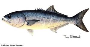 Picture of bluefish fish (Pomatomus saltatrix)
