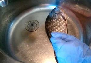 How to quickly clean crucian carp