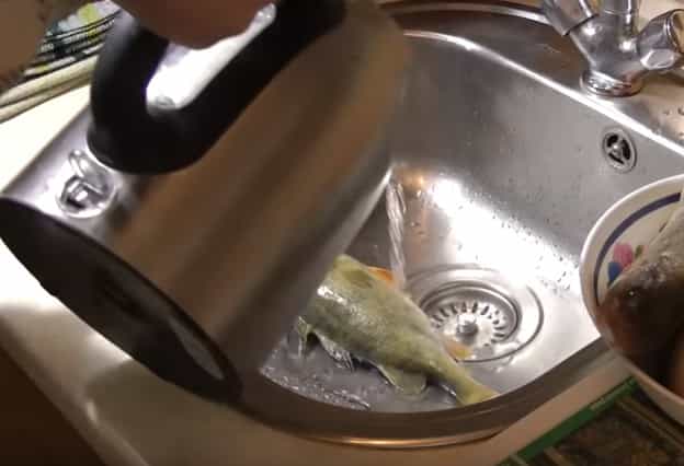 How to quickly descale a perch at home using boiling water