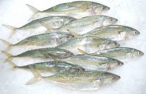 How to store mackerel