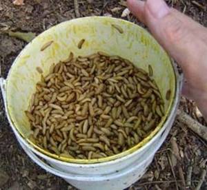 how to store maggots for fishing