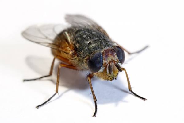 How to get flies out of maggots