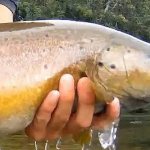 How to catch trout with a bombard?