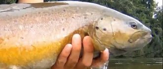 How to catch trout with a bombard?