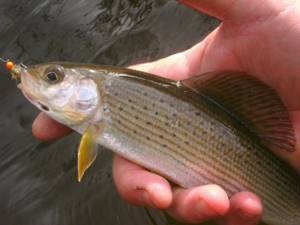 How to catch grayling in autumn